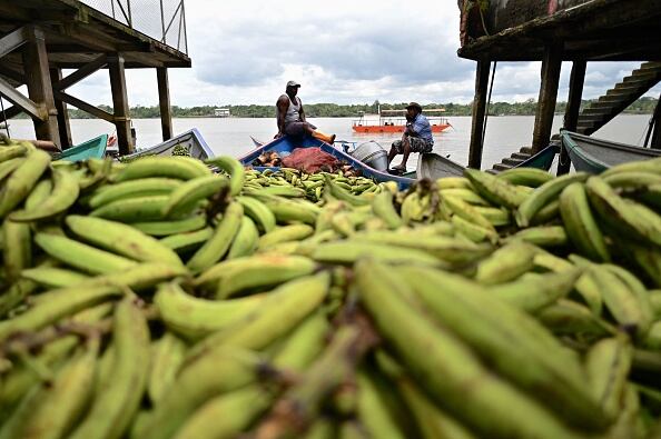 Bananeros preocupados por la aparición del hongo Fusarium Raza 4 Tropical en Magdalena. Foto: Getty