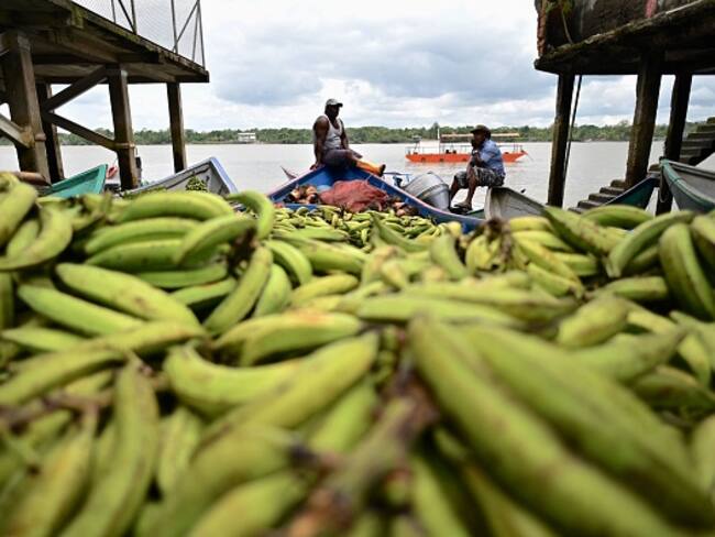 Bananeros preocupados por la aparición del hongo Fusarium Raza 4 Tropical en Magdalena