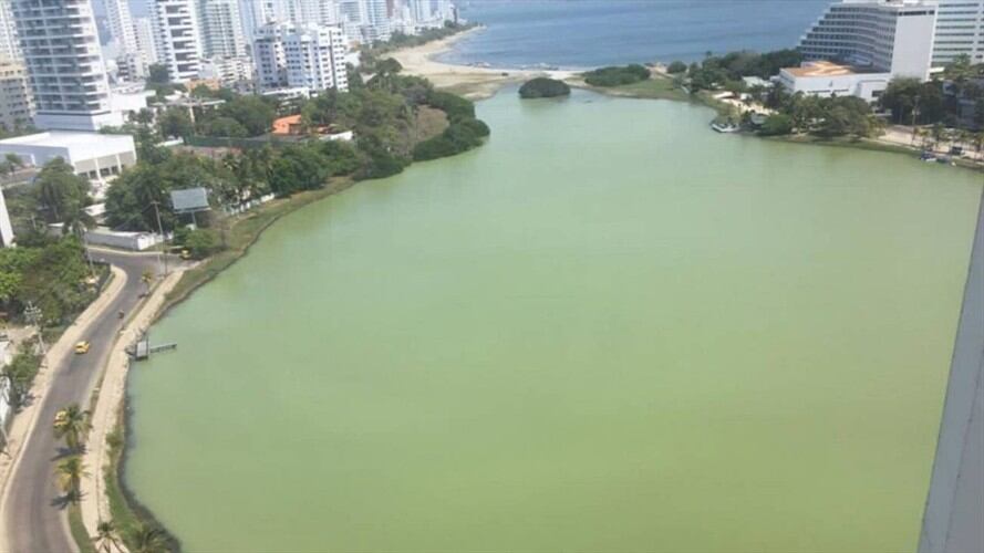 Mortandad de peces en El Laguito de Cartagena. Foto: Cortesía Bocala