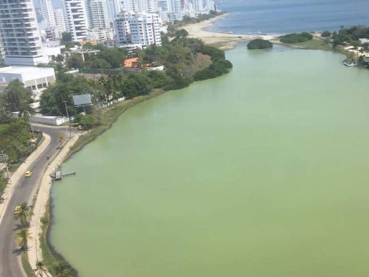 Nueva mortandad de peces y un manto verde afectan a El Laguito en Cartagena