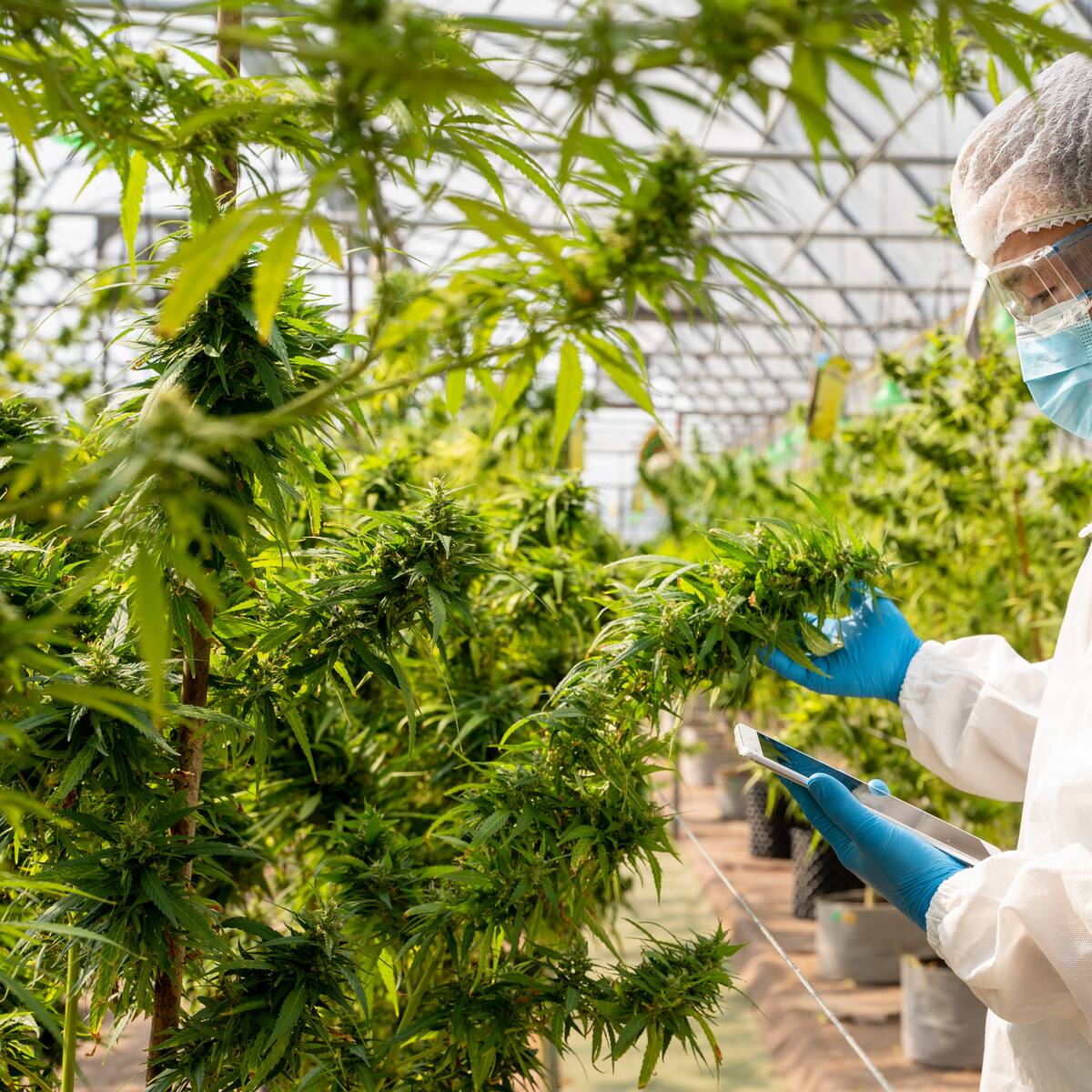 Uso del cannabis: empresarios celebran pese a que falta reglamentar alimentos y bebidas