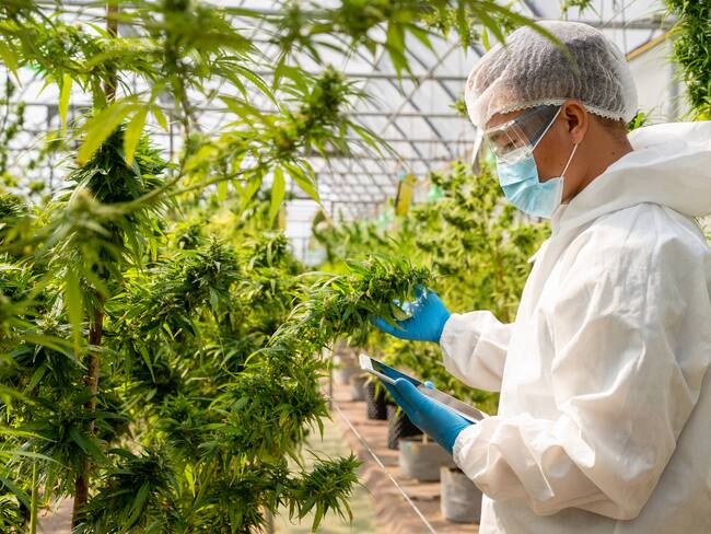 Empresarios celebran por uso del cannabis pese a que falta reglamentar alimentos y bebidas. Foto: Getty Images