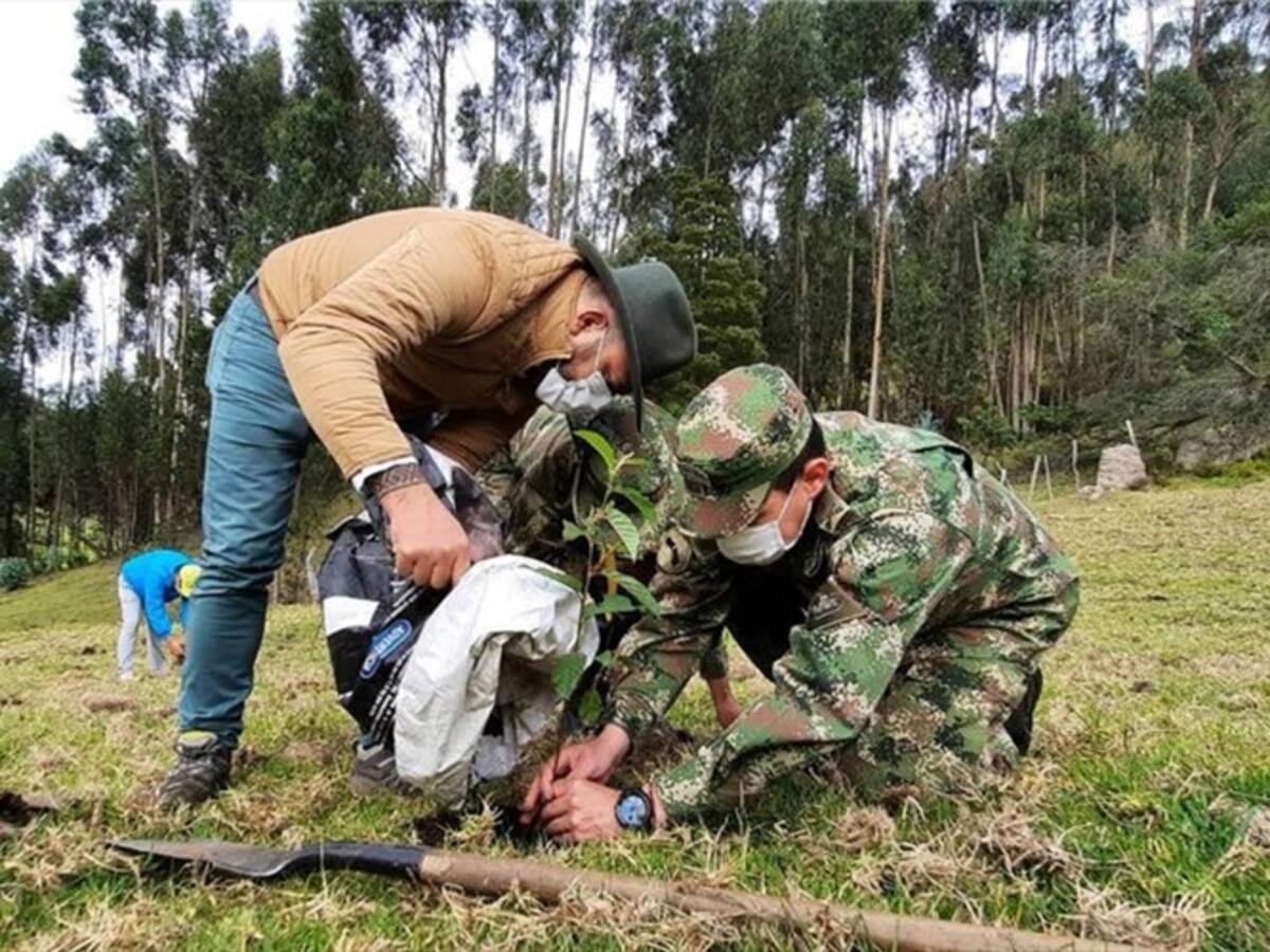Siembran 13.000 árboles en el Día Mundial del Árbol en Boyacá