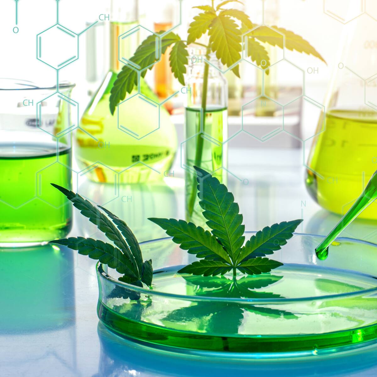 Científica colombiana, premiada por investigación de cannabis medicinal: así es su trabajo