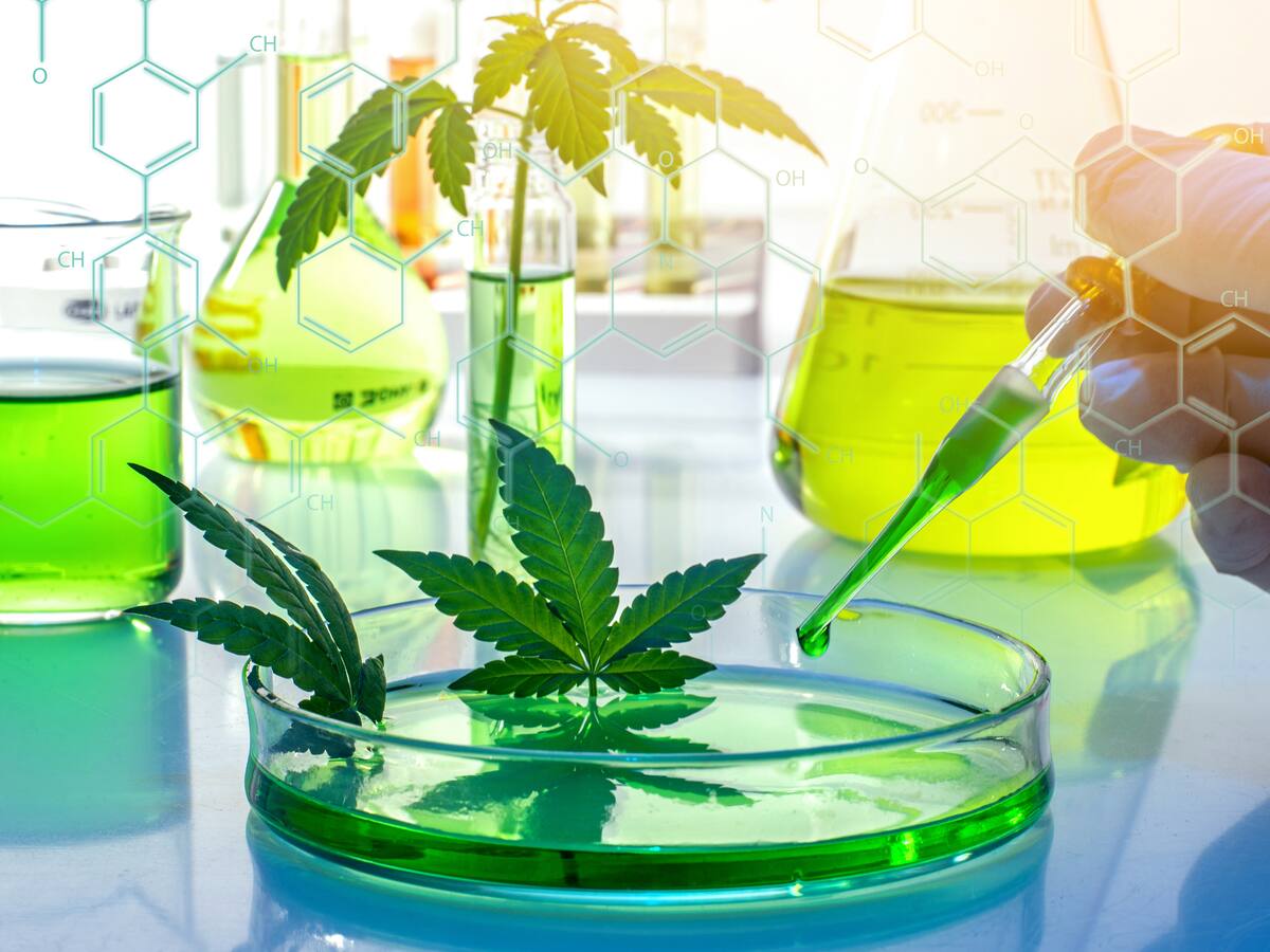 Científica colombiana, premiada por investigación de cannabis medicinal: así es su trabajo