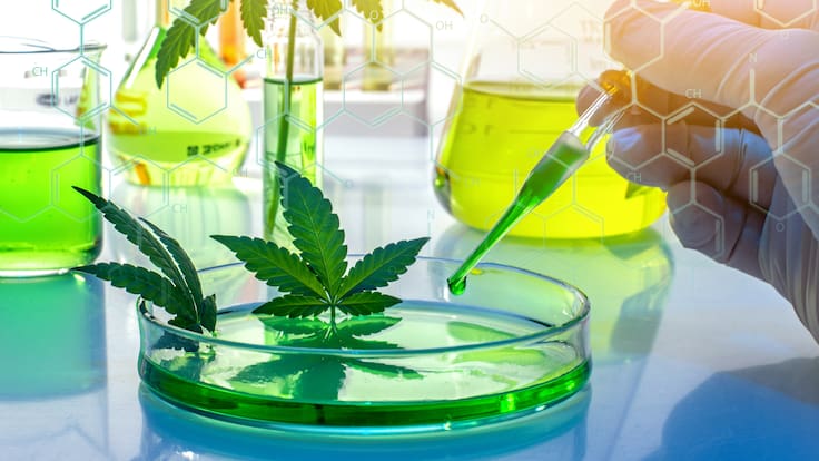 Científica colombiana, premiada por investigación de cannabis medicinal: así es su trabajo