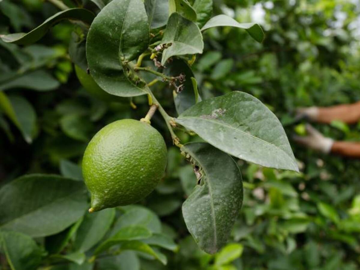 Top 10: Soy tan elegante que...