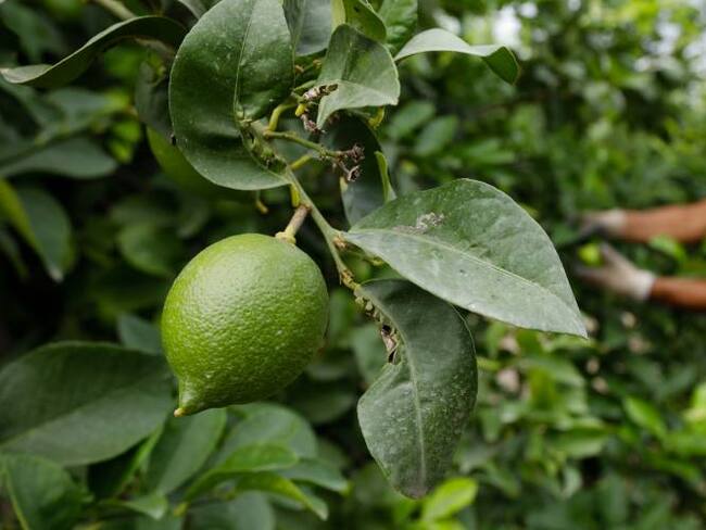 Top 10: Soy tan elegante que...