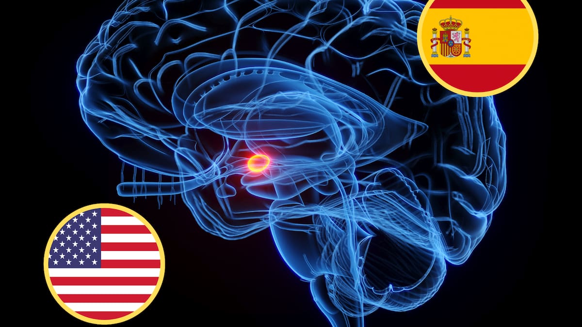 ¡Interesante! Esta es la diferencia entre un cerebro monolingüe y uno bilingüe