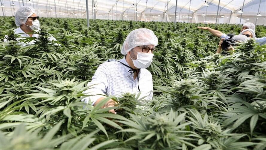 Dijo que la industria del cannabis es un negocio que puede llegar a los US45.000 millones. Foto: Ministerio de Agricultura.