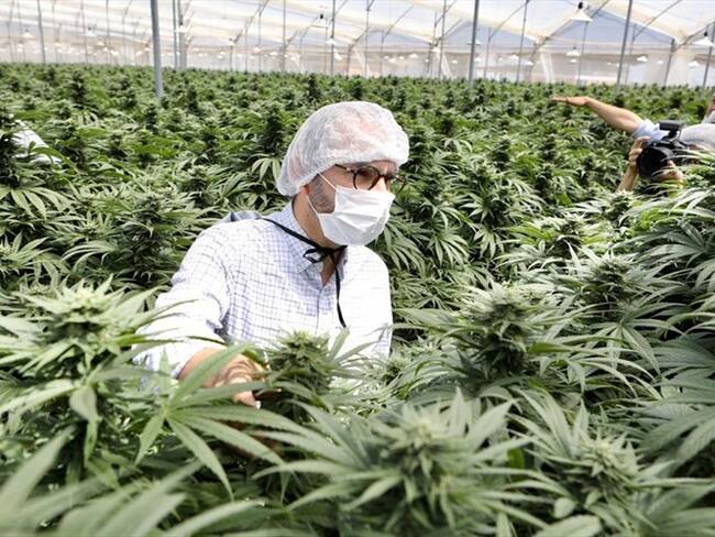 Dijo que la industria del cannabis es un negocio que puede llegar a los US45.000 millones. Foto: Ministerio de Agricultura.