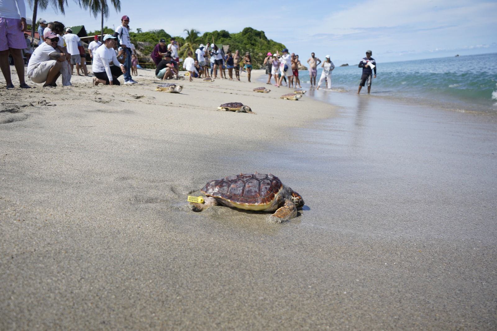 Tortugas liberadas. Foto: Corpamag.
