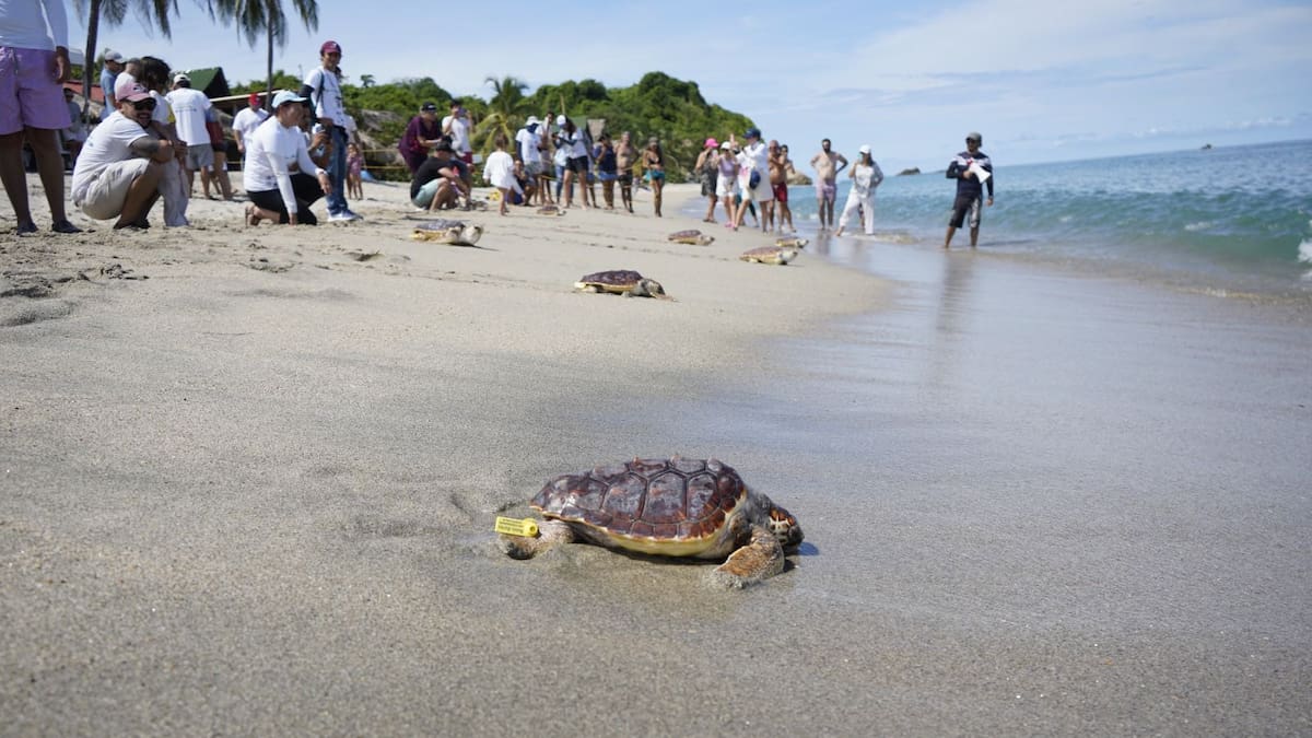 Liberadas 79 tortugas marinas en playas de Santa Marta