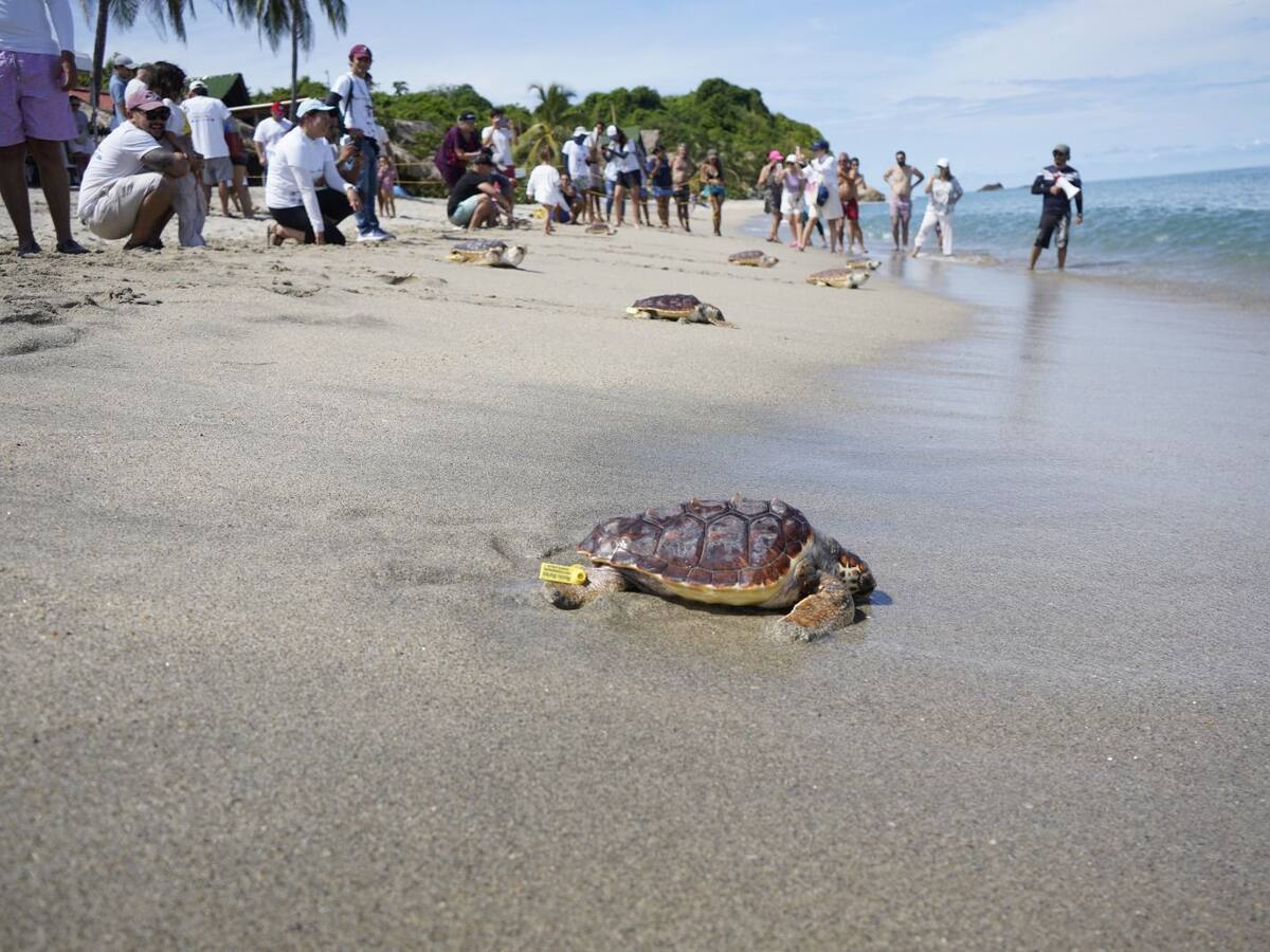 Liberadas 79 tortugas marinas en playas de Santa Marta