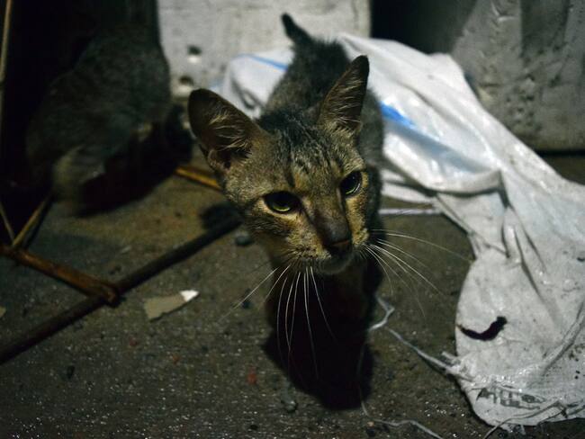 “No basta con multas”: Alcalde de La Estrella se pronuncia por caso de maltrato animal