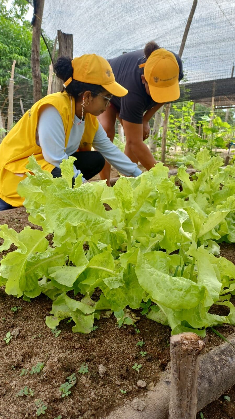 Entrega de herramientas para producción de  alimentos/ Prosperidad social