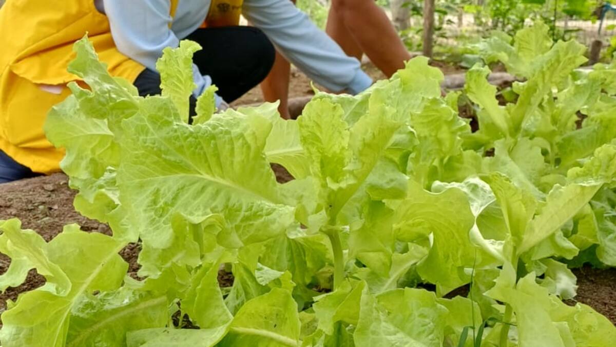 Prosperidad Social entrega herramientas para producción de alimentos en el Magdalena