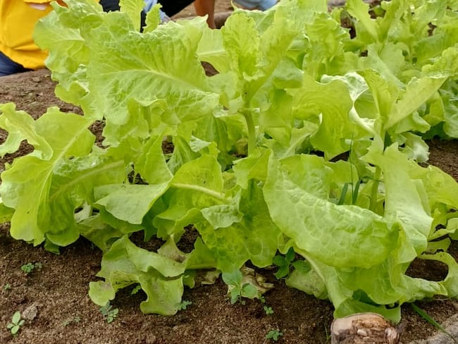Entrega de herramientas para producción de alimentos/ Prosperidad social