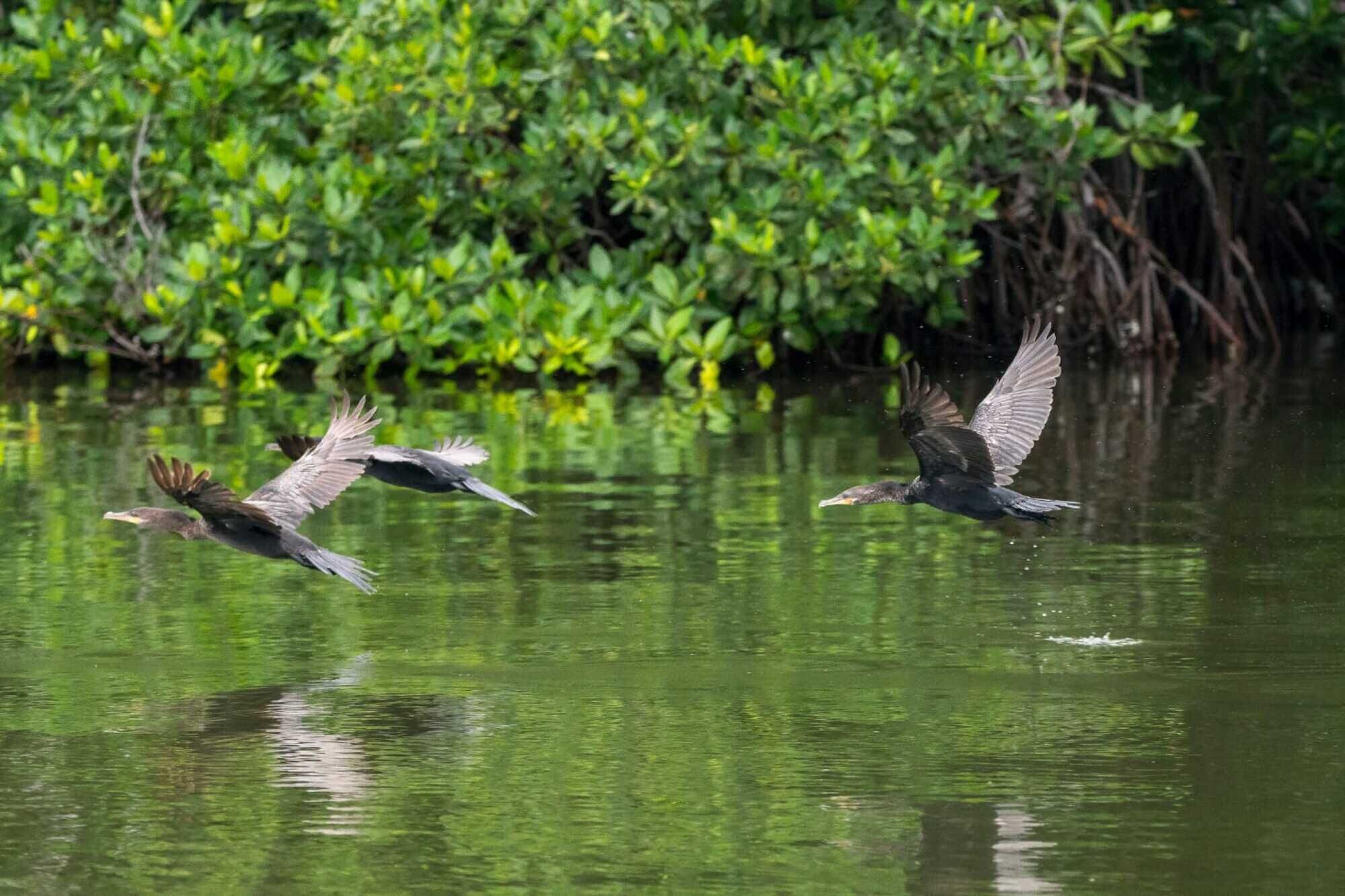 Mangles en Isla Salamanca/ Gobernación del Magdalena 