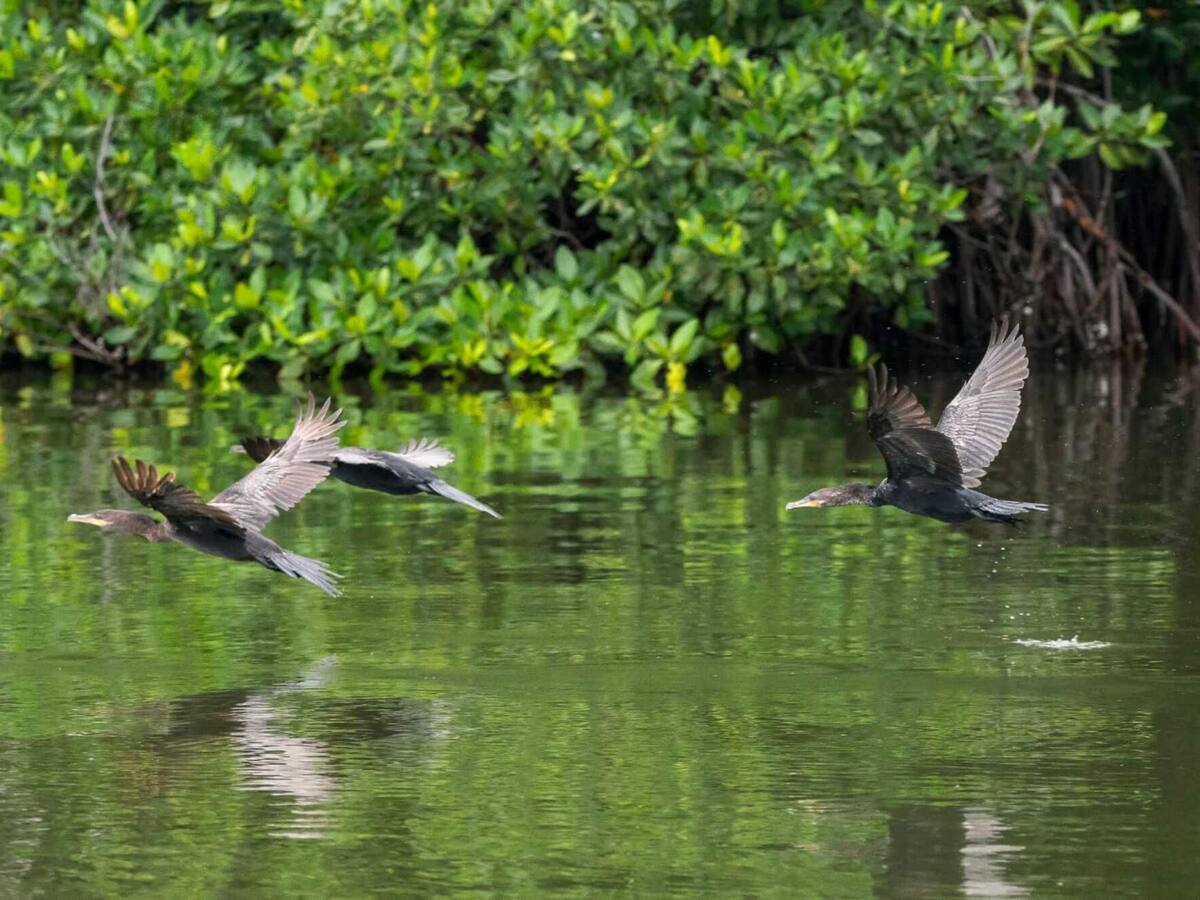180.000 plántulas de mangle serán sembradas en la Vía Parque Isla de Salamanca