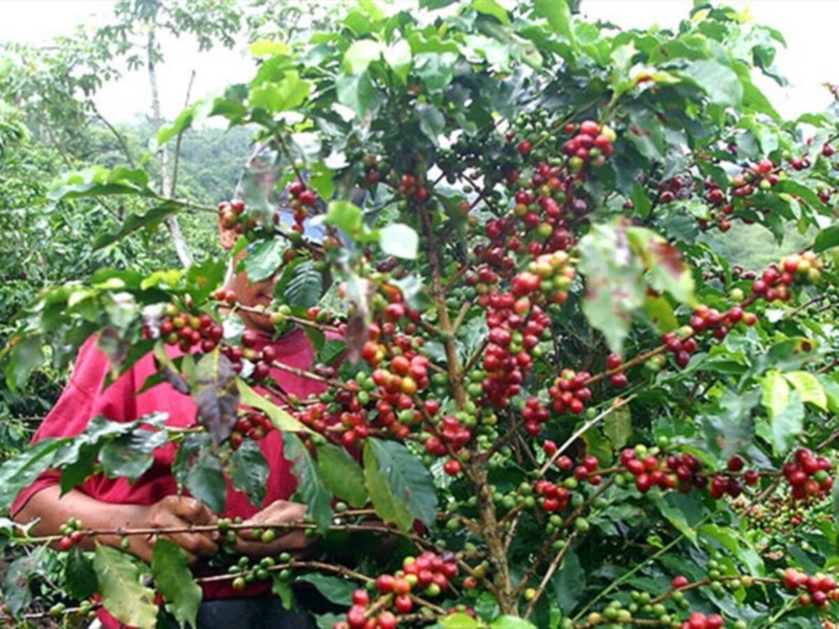 Gobierno y cafeteros logran primeros acuerdos en busca de soluciones para el sector