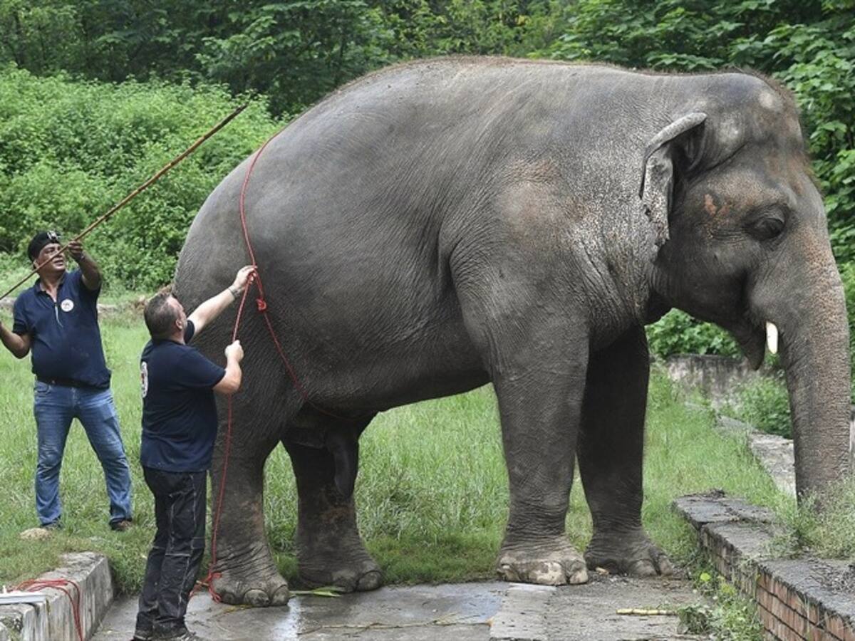 Obeso y maltratado, el único elefante de Pakistán por fin saldrá libre