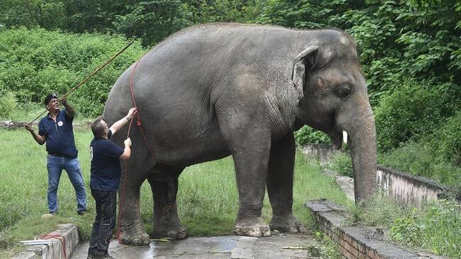 Con un poco de suerte, Kaavan podrá escapar a este siniestro destino. . Foto: Aamir QURESHI / AFP