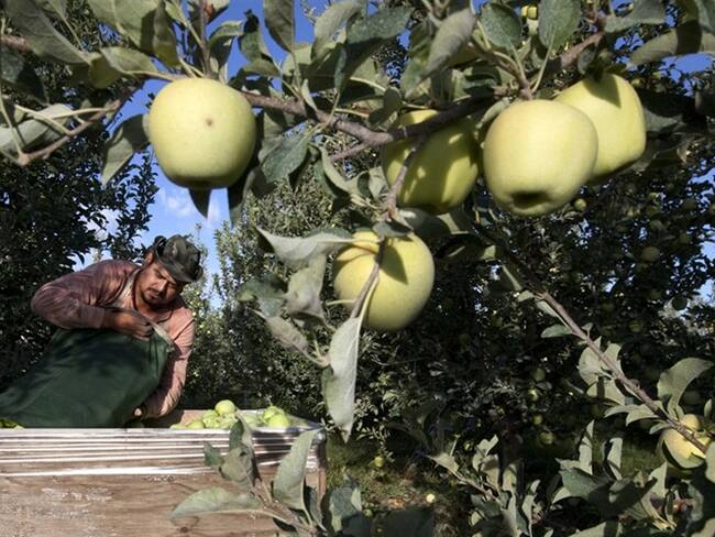 Sergio García vacía una bolsa de manzanas que acaba de recoger en una granja de Wapato, Washington, el 16 de septiembre del 2013. Peones como García podrían ver peligrar sus trabajos como consecuencia. Foto: Associated Press - AP
