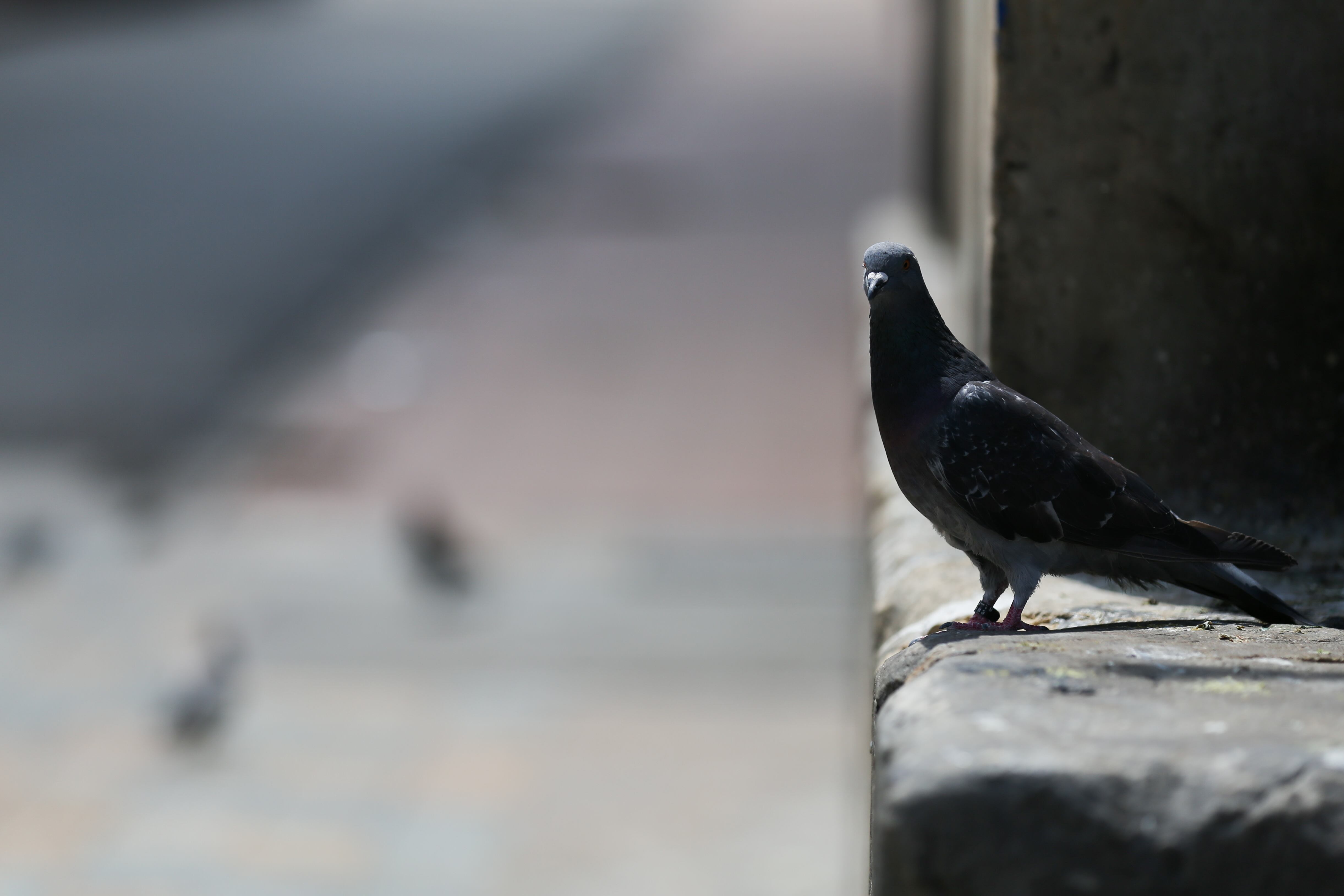 Una paloma es vista en la ciudad de Bogotá.  (Photo by Juan David Moreno Gallego/Anadolu Agency via Getty Images)