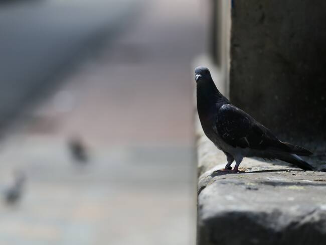 Denuncian envenenamiento masivo de palomas en el barrio Quirigua, en Bogotá
