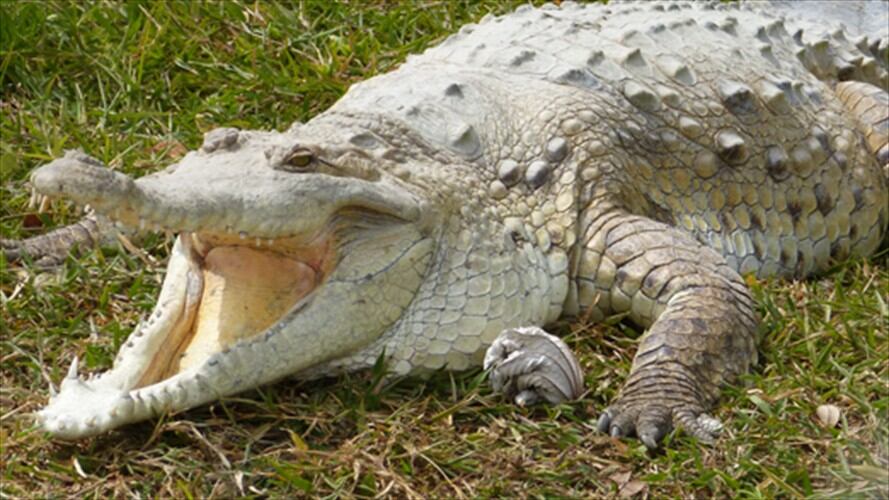 Susto en Santa MArta por presencia de Caimán. Foto: Colprensa