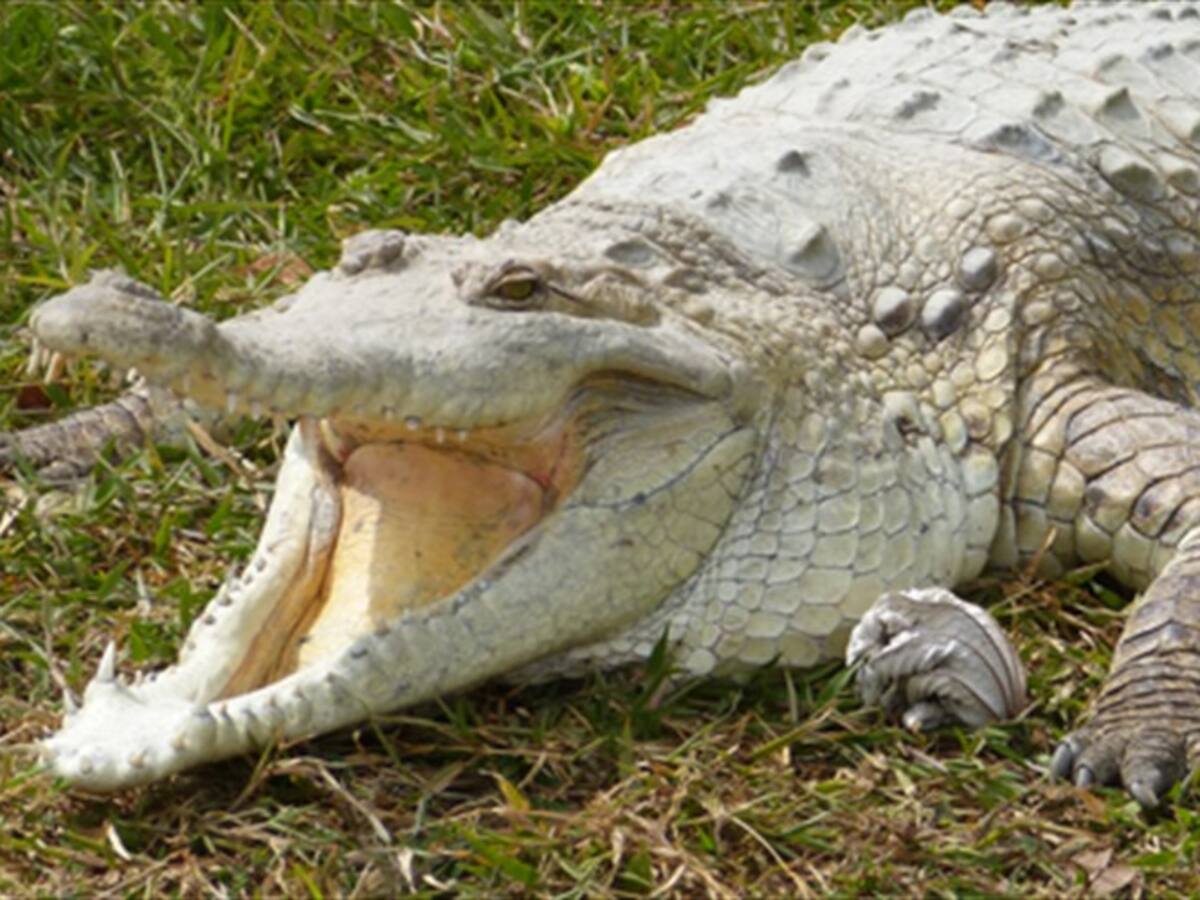 Pánico por presencia de caimán aguja en playa de Santa Marta