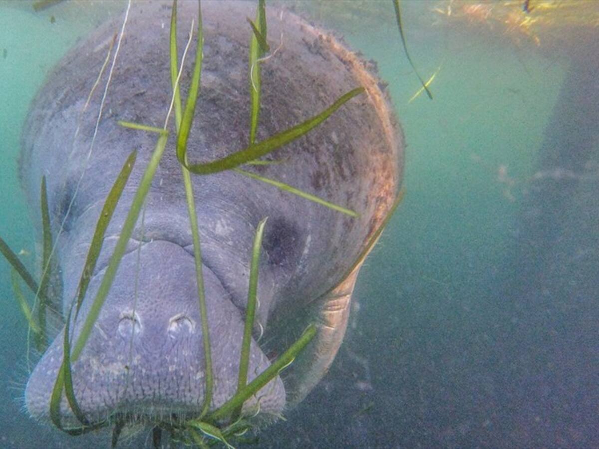 Las posibles causas de la extraña muerte de manatíes en Santander