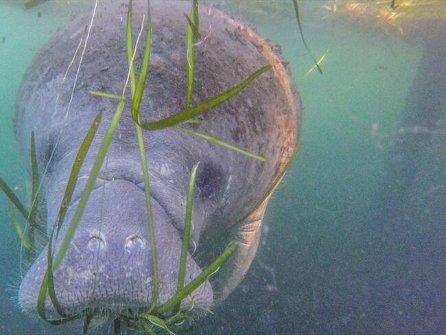 Las posibles causas de la extraña muerte de manatíes en Santander