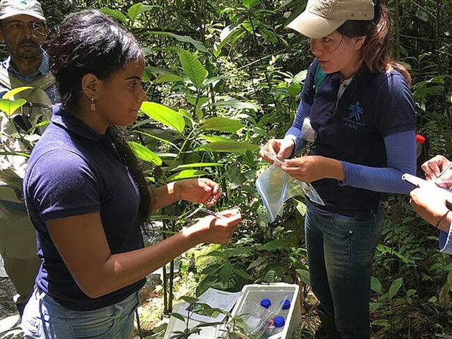 Lluvias aumentan la presencia de mercurio en los Farallones de Cali. Foto: Universidad Nacional de Palmira