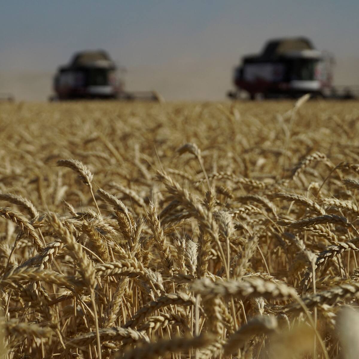 Pedimos crear un canal para sacar el cereal: Confederación Agraria de Ucrania