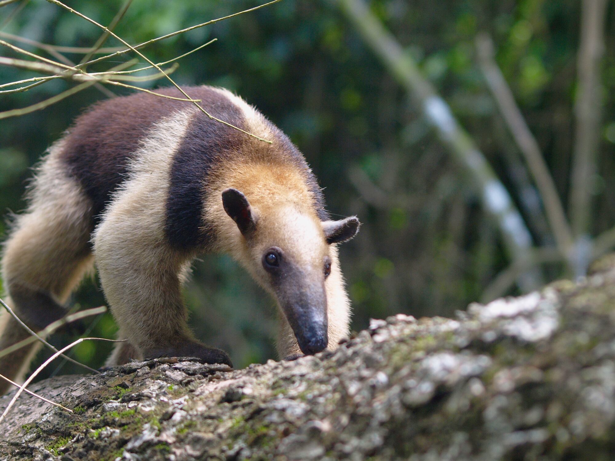 Oso hormiguero. Foto: Focus on Nature / Getty Images