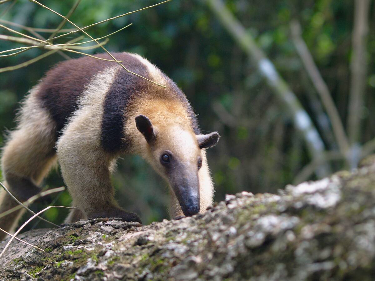 Indignación por el asesinato de un oso hormiguero en El Cerrito, Valle