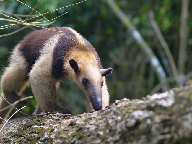 Oso hormiguero. Foto: Focus on Nature / Getty Images