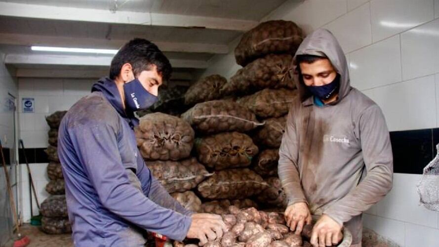 papatón en Bucaramanga. Foto: Suministrada.