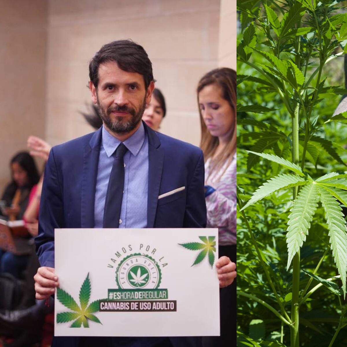 Regulación de cannabis de uso adulto, a dos debates de ser aprobado en el Congreso