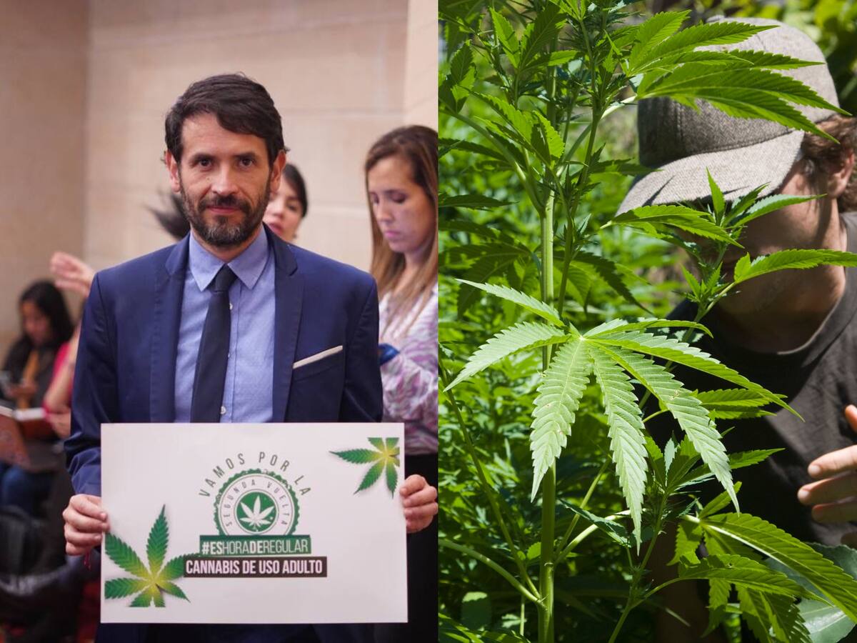 Regulación de cannabis de uso adulto, a dos debates de ser aprobado en el Congreso