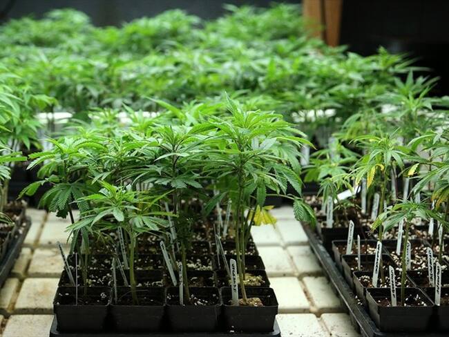 En Canadá el mercado ilegal de venta de marihuana es del 100% . Foto: Getty Images