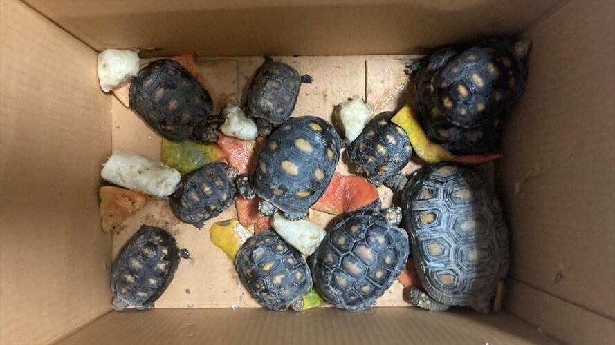 La Fiscalía presentó ante jueces de control de garantías a dos personas que tenían en su poder animales silvestres y, al parecer, pretendían comercializarlos en Bogotá. Foto: Cortesía Fiscalía