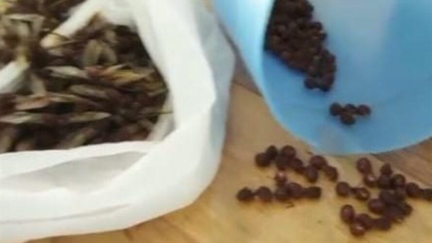 Hormigas culonas . Foto: Suministrada.