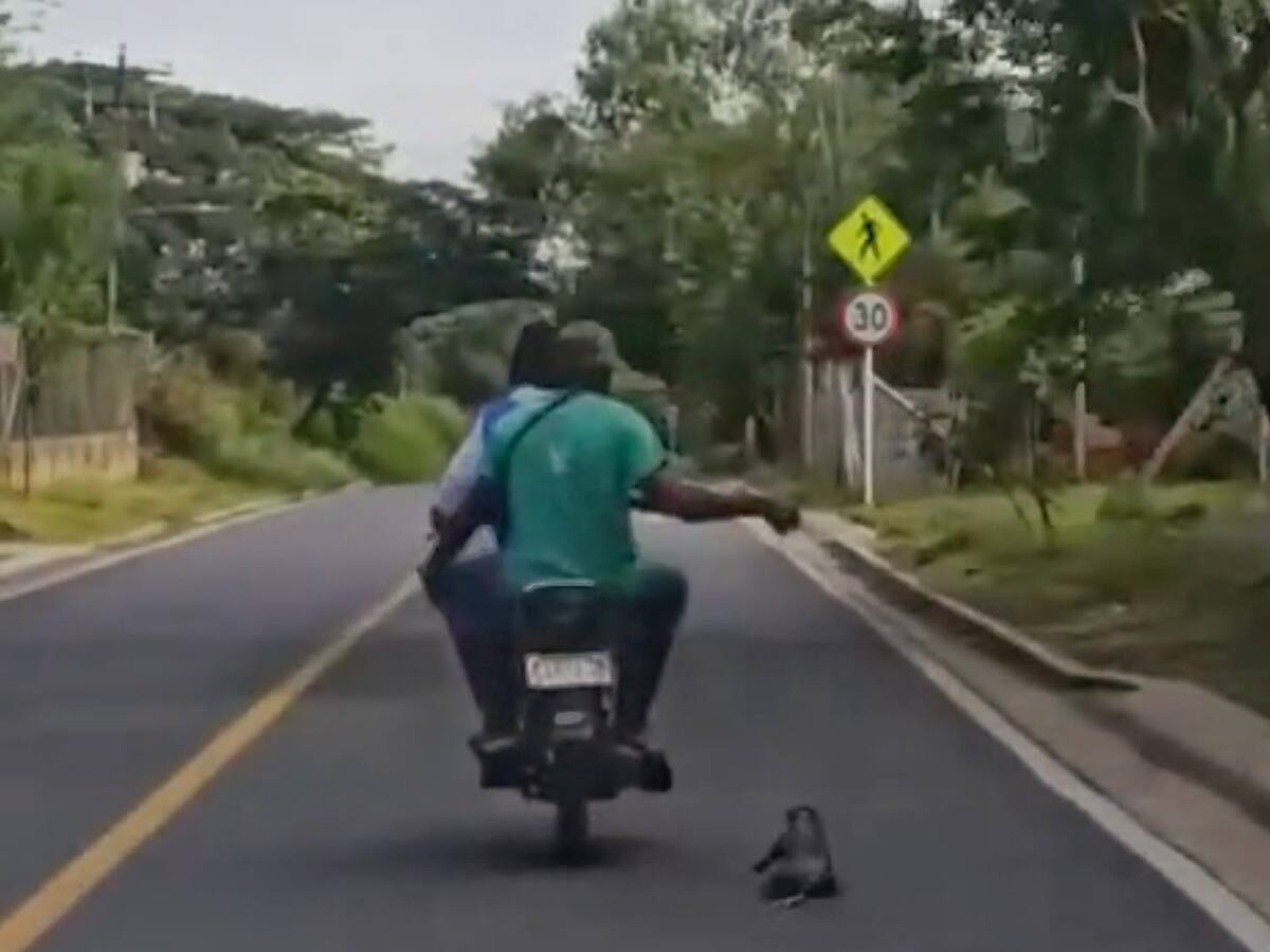 Autoridades ambientales y judiciales buscan responsables de presunto maltrato animal en Cauca