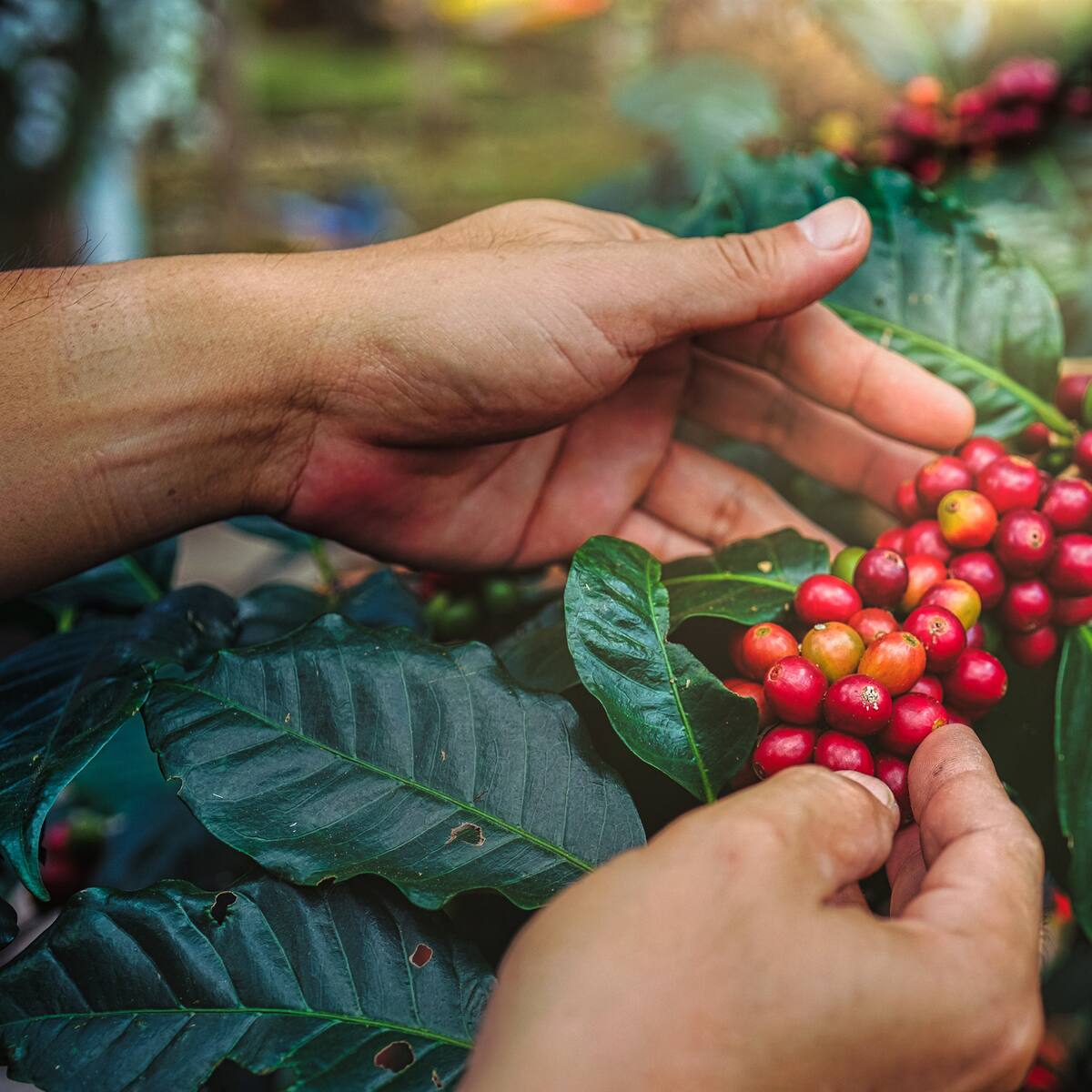 Piden al Comité Nacional de Cafeteros que atienda recomendaciones de MinHacienda