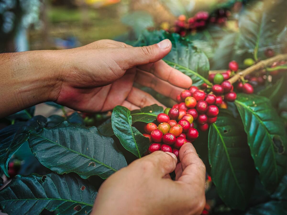 Piden al Comité Nacional de Cafeteros que atienda recomendaciones de MinHacienda