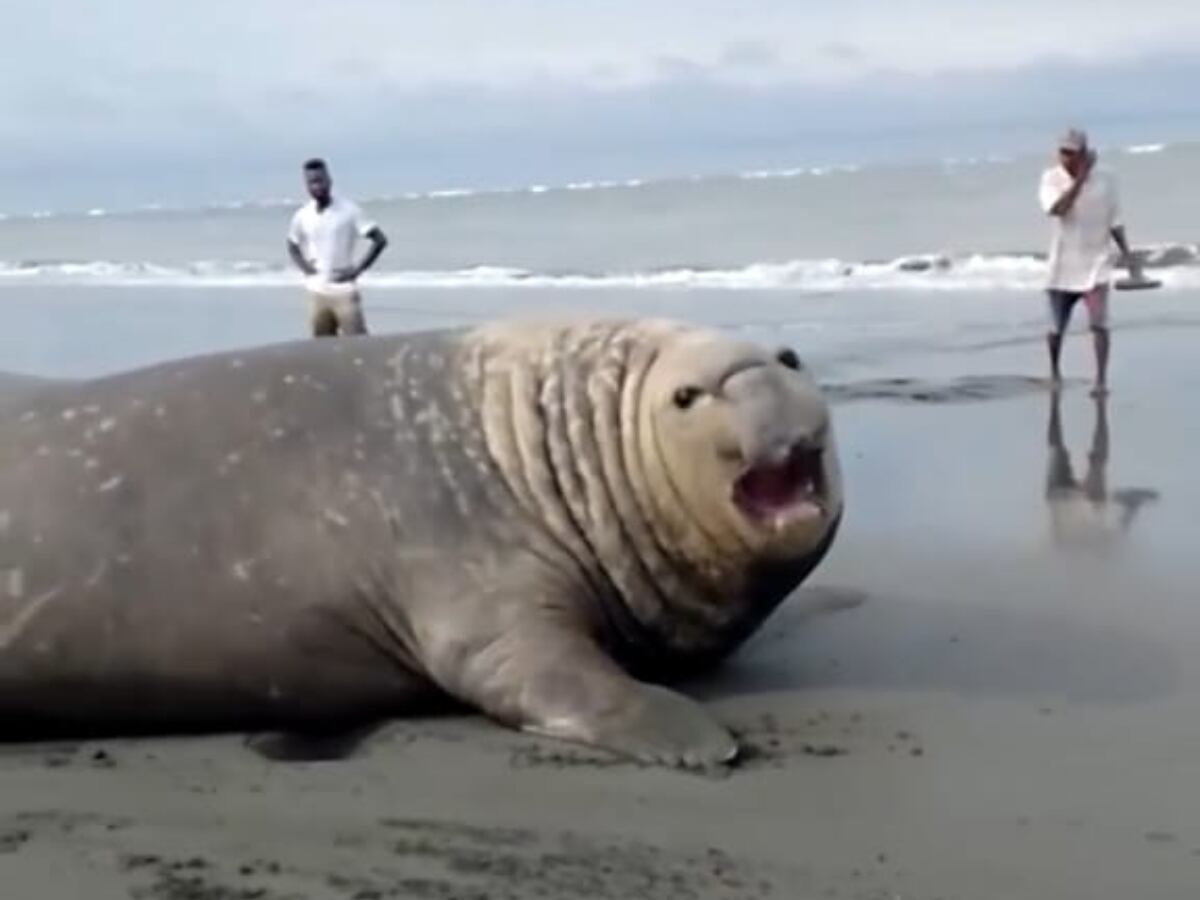Elefante marino en Buenaventura.