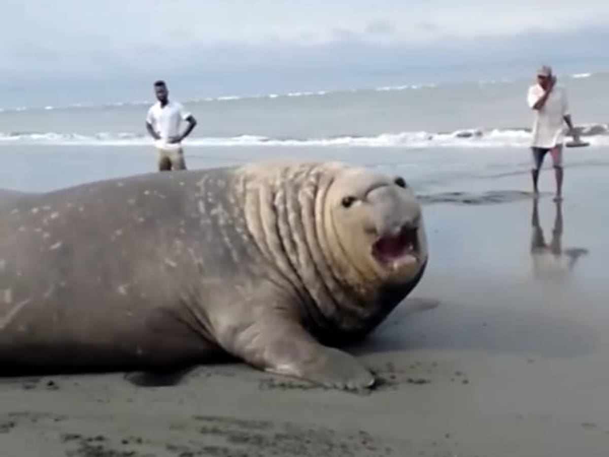 Inusual avistamiento de un elefante marino en playas de Buenaventura